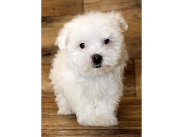 Maltese DOG Female White 11136 Petland Henderson, Nevada