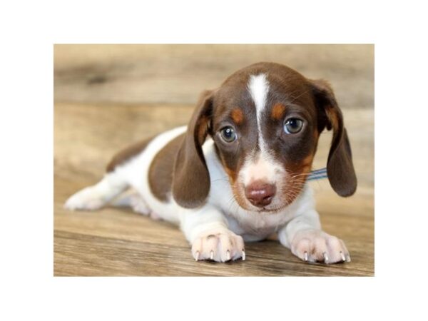 Dachshund DOG Male Chocolate 11137 Petland Henderson, Nevada