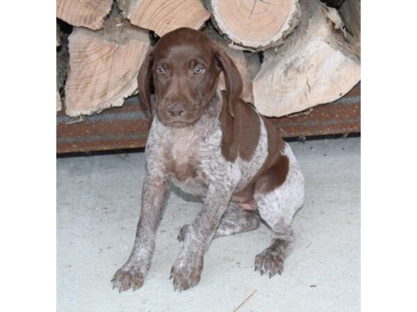 German Shorthair Pointer DOG Female White / Liver 11138 Petland Henderson, Nevada