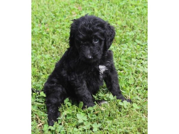 Bernadoodle DOG Female Black 11139 Petland Henderson, Nevada