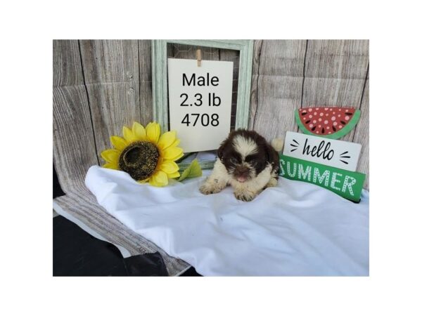 Shih Tzu DOG Male Chocolate / White 11142 Petland Henderson, Nevada