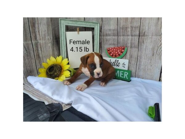 Boxer DOG Female Fawn / White 11140 Petland Henderson, Nevada