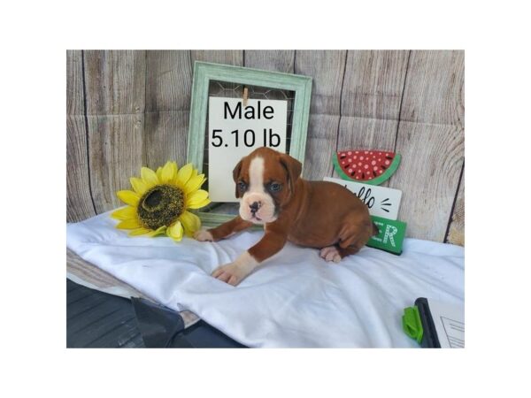 Boxer DOG Male Fawn / White 11141 Petland Henderson, Nevada