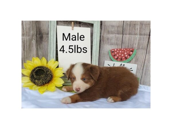 Miniature Australian Shepherd DOG Male Red / White 11143 Petland Henderson, Nevada