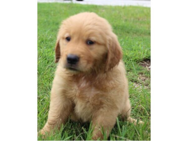 Golden Retriever DOG Male Golden 11144 Petland Henderson, Nevada