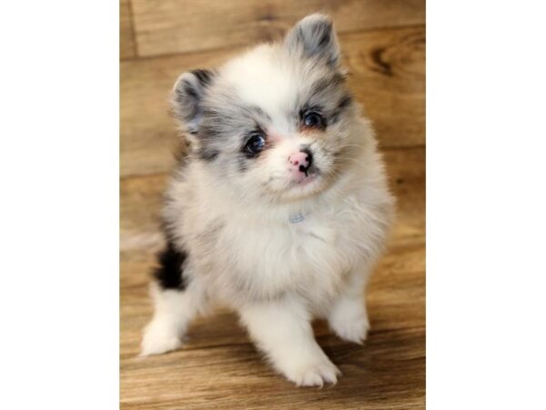 Pomeranian DOG Female Blue Merle 11145 Petland Henderson, Nevada