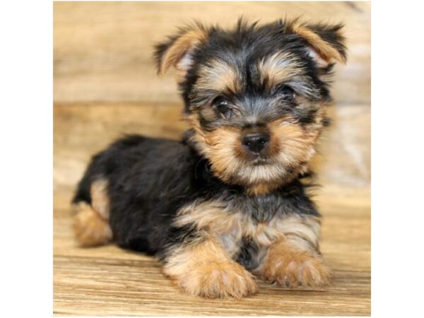 Silky Terrier DOG Female Black / Tan 11147 Petland Henderson, Nevada