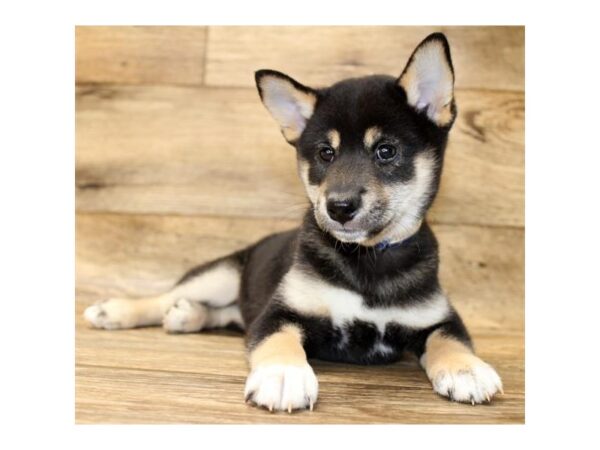 Shiba Inu DOG Female Black / Tan 11146 Petland Henderson, Nevada