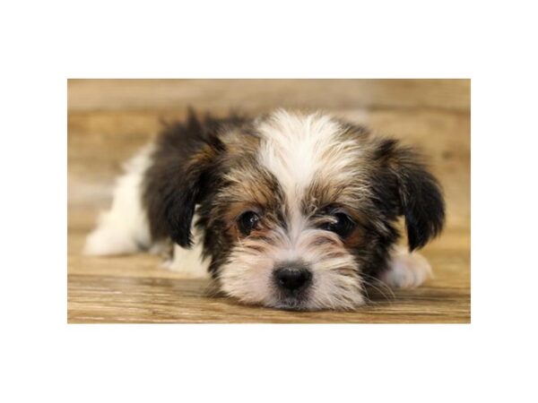 Shorkie DOG Female Red Sable 11149 Petland Henderson, Nevada