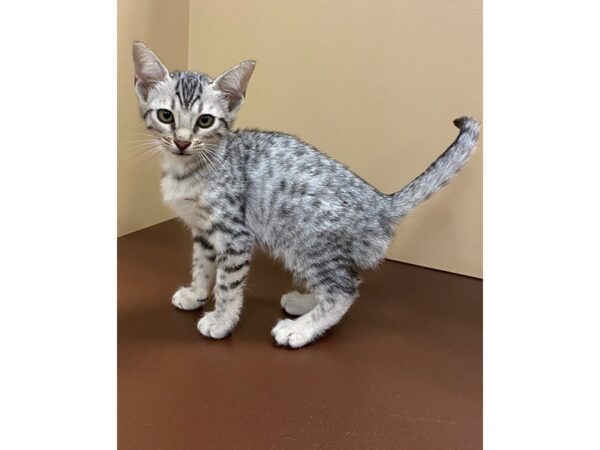 Savannah Cat-CAT-Female-Black Silver Spotted Tabby-11150-Petland Henderson, Nevada