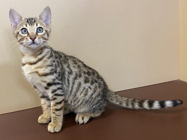 Savannah Cat CAT Brown (Black) Classic Tabby 11151 Petland Henderson, Nevada