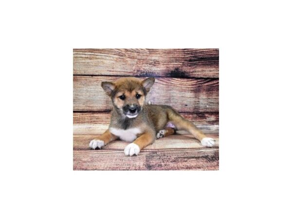 Shiba Inu DOG Female Red Sesame 11155 Petland Henderson, Nevada