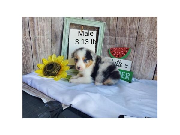 Australian Shepherd DOG Male Blue Merle 11157 Petland Henderson, Nevada