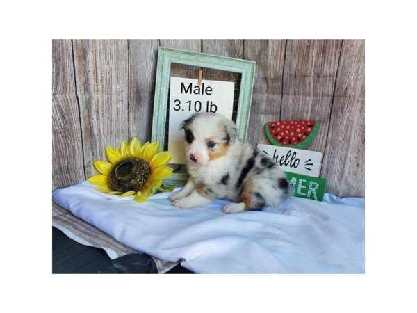 Australian Shepherd DOG Male Blue Merle 11158 Petland Henderson, Nevada