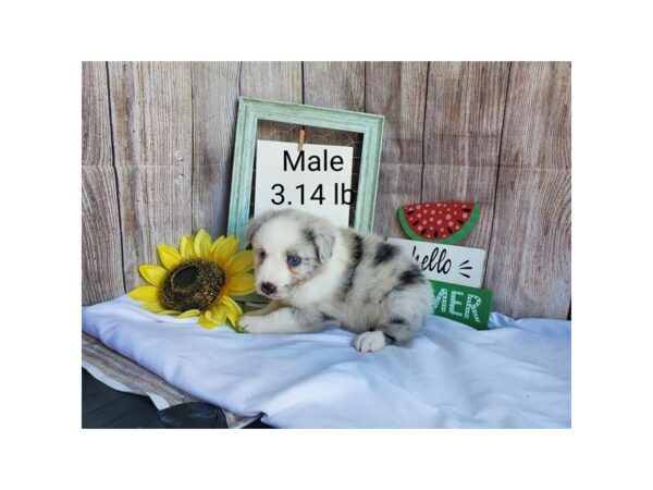 Australian Shepherd DOG Male Blue Merle 11159 Petland Henderson, Nevada