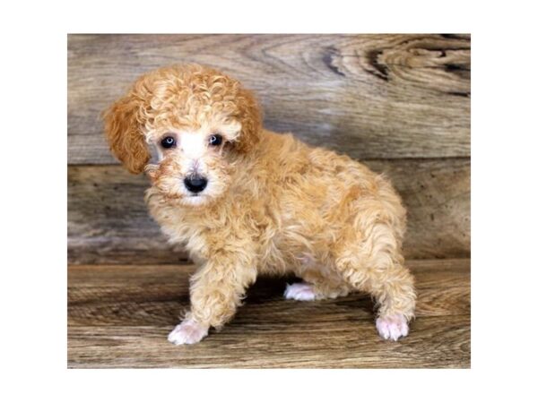 Poodle DOG Male Apricot 11173 Petland Henderson, Nevada