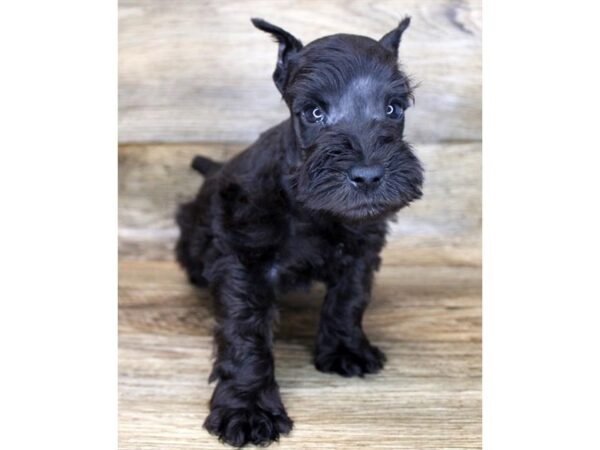 Miniature Schnauzer DOG Male Black 11172 Petland Henderson, Nevada