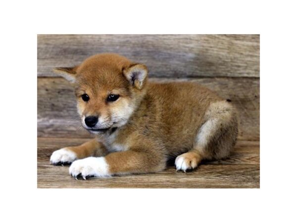 Shiba Inu DOG Male Red Sesame 11170 Petland Henderson, Nevada