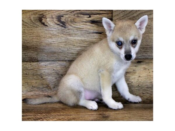 Alaskan Klee Kai DOG Male Agouti / White 11169 Petland Henderson, Nevada