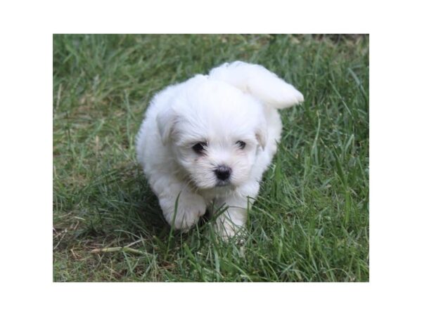 Maltese DOG Male White 11163 Petland Henderson, Nevada