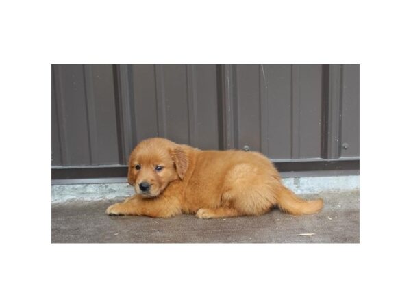 Golden Retriever DOG Female Golden 11162 Petland Henderson, Nevada