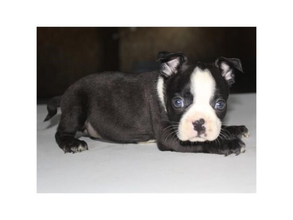 Boston Terrier DOG Female Black / White 11160 Petland Henderson, Nevada