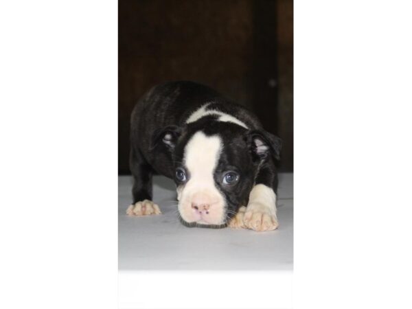 Boston Terrier DOG Male Black / White 11161 Petland Henderson, Nevada