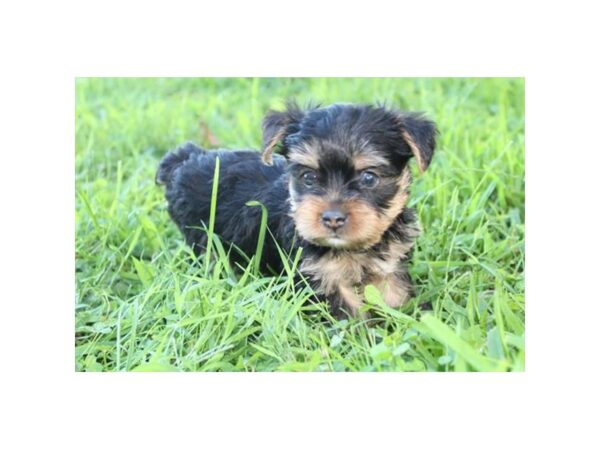 Yorkshire Terrier DOG Male Black / Tan 11165 Petland Henderson, Nevada