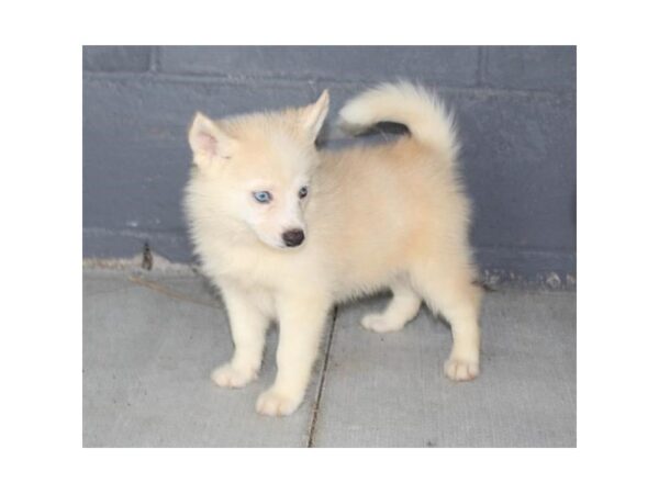 Pomsky DOG Male Red 11167 Petland Henderson, Nevada