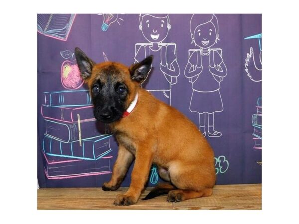 Belgian Malinois DOG Female Fawn 11168 Petland Henderson, Nevada