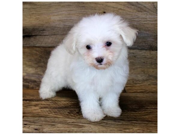 Maltese DOG Female White 11171 Petland Henderson, Nevada