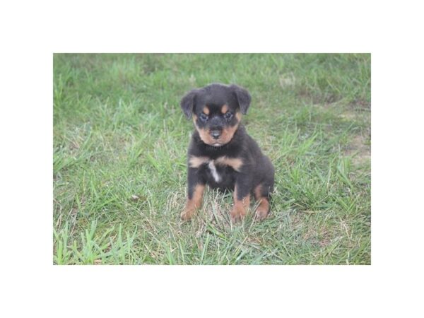 Rottweiler DOG Female Black / Rust 11164 Petland Henderson, Nevada