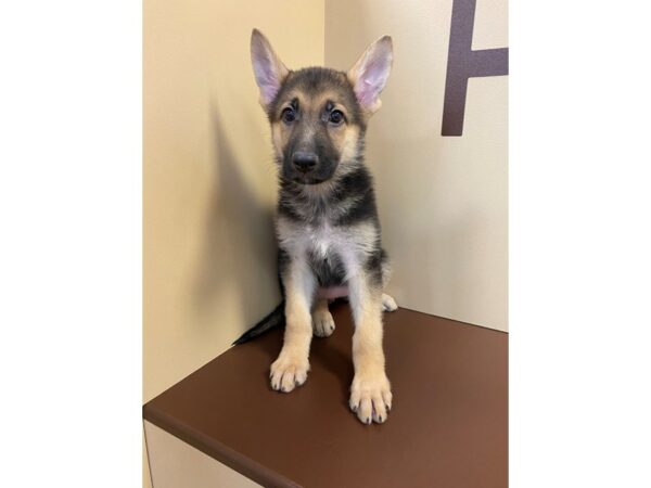 German Shepherd Dog DOG Female Black / Tan 11166 Petland Henderson, Nevada