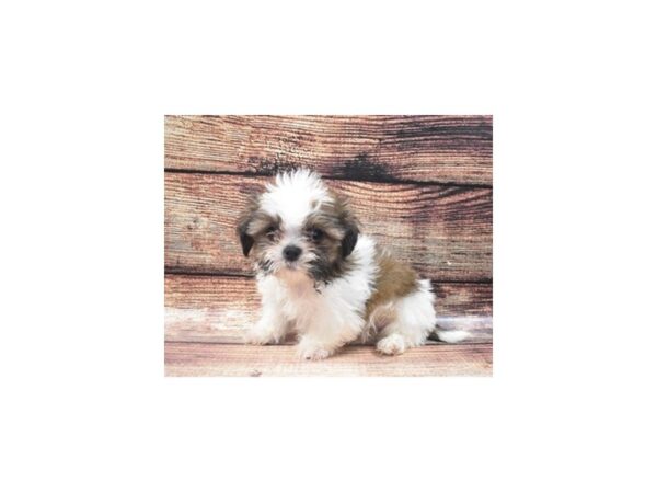 Shih Tzu DOG Male Gold and White 11175 Petland Henderson, Nevada