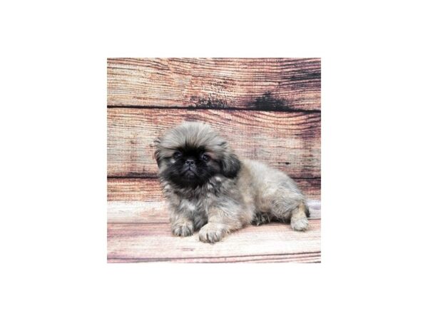 Pekingese-DOG-Female-Fawn Sable-11174-Petland Henderson, Nevada