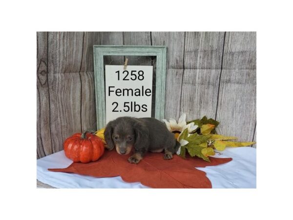 Dachshund DOG Female Blue / Tan 11176 Petland Henderson, Nevada