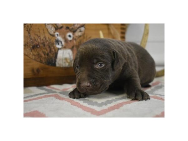 Labrador Retriever DOG Female Chocolate 11177 Petland Henderson, Nevada