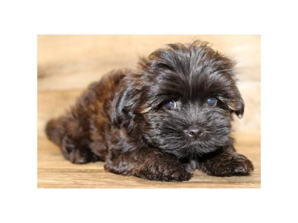 Lhasapoo-DOG-Female-Chocolate Sable-11181-Petland Henderson, Nevada