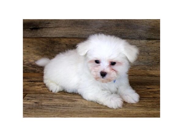 Maltese DOG Male White 11179 Petland Henderson, Nevada