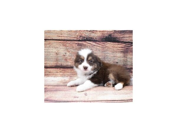 Toy Australian Shepherd DOG Male Red and Tan 11186 Petland Henderson, Nevada