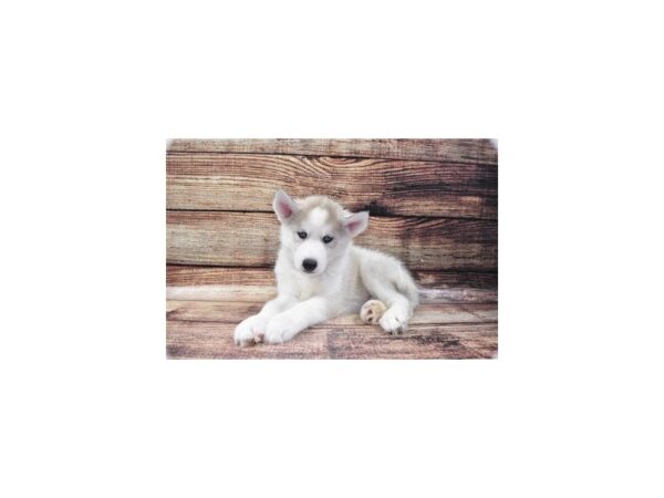 Siberian Husky DOG Male Tan and White 11185 Petland Henderson, Nevada