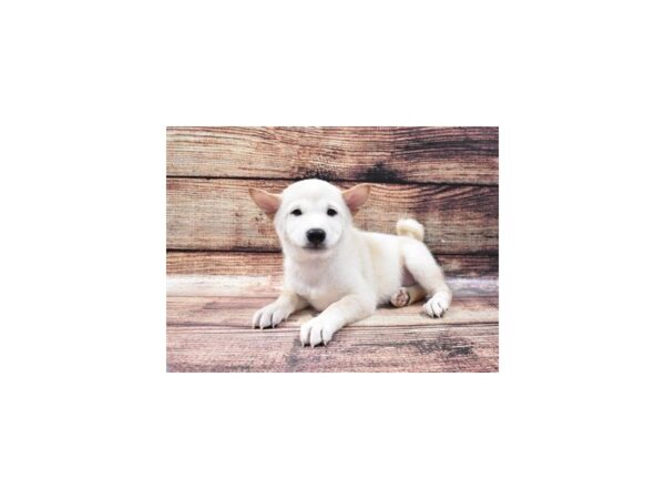 Shiba Inu DOG Male Cream 11184 Petland Henderson, Nevada