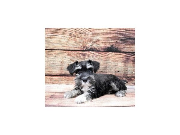 Miniature Schnauzer DOG Female Black and Silver 11183 Petland Henderson, Nevada