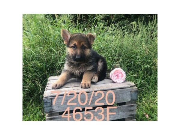 German Shepherd Dog DOG Female Black / Tan 11189 Petland Henderson, Nevada