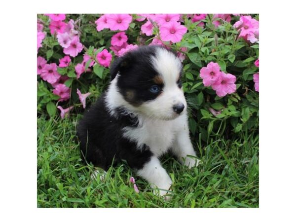 Australian Shepherd DOG Male Black White / Tan 11187 Petland Henderson, Nevada