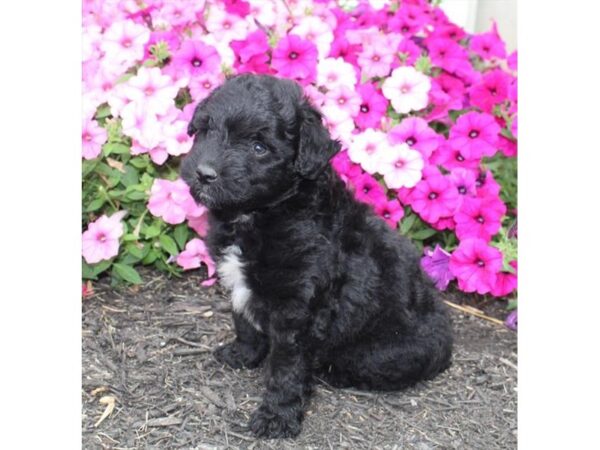 Miniature Australian Shepherd/Poodle DOG Male Black 11190 Petland Henderson, Nevada