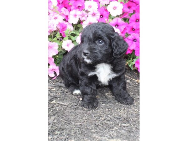 Miniature Australian Shepherd/Poodle DOG Female Black 11191 Petland Henderson, Nevada