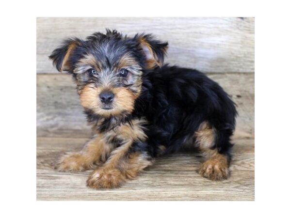 Yorkshire Terrier-DOG-Male-Black / Tan-11193-Petland Henderson, Nevada