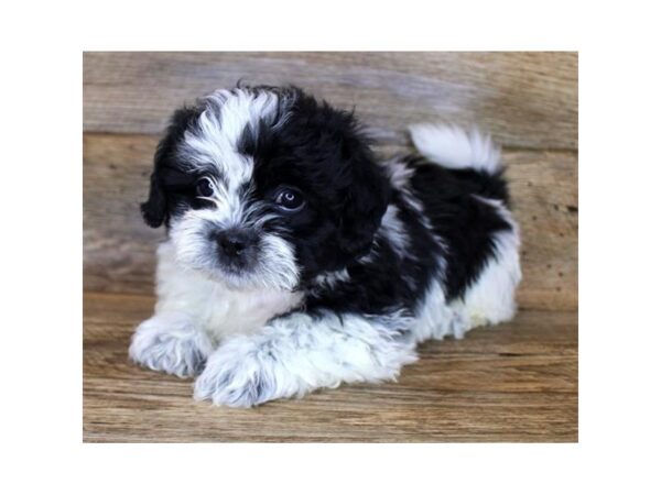 Shih Tzu DOG Male Black / White 11192 Petland Henderson, Nevada