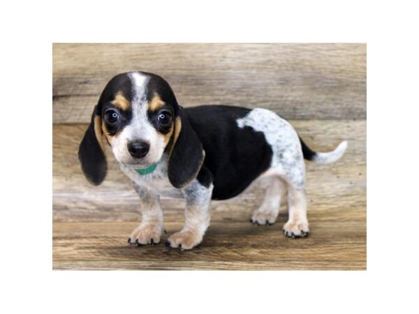 Beagle-DOG-Female-Black White / Tan-11196-Petland Henderson, Nevada